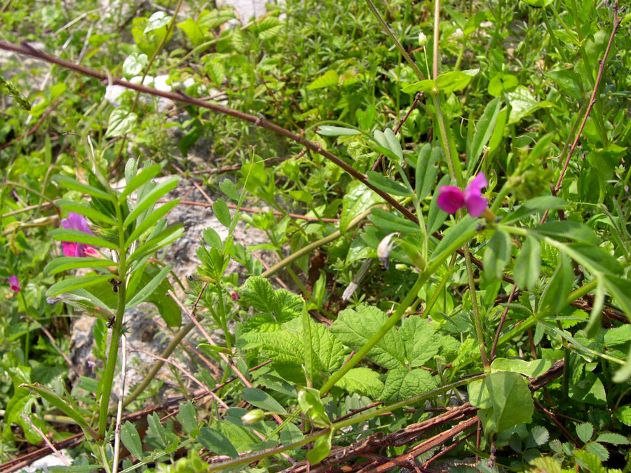 Vicia cordata